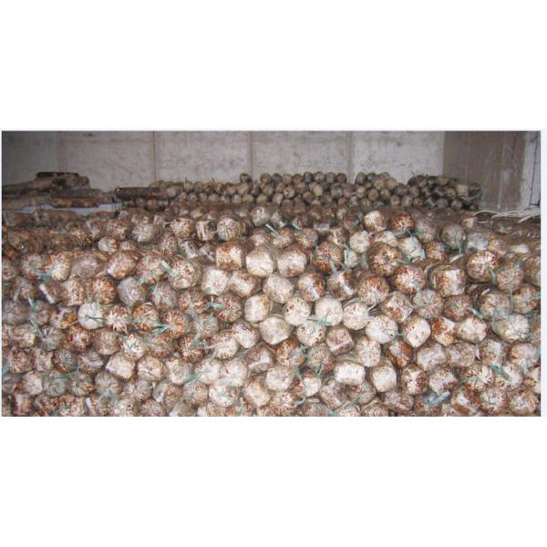 Dried Shiitake Mushroom Spawn