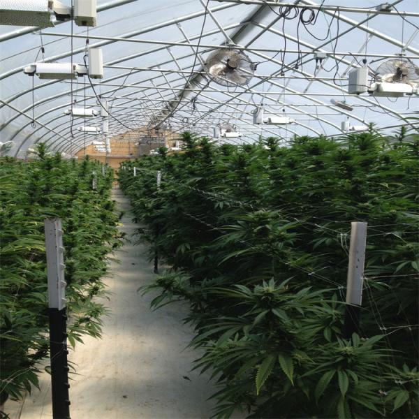 Single Span Tunnel Blackout System Hydroponic Light Deprivation Greenhouse