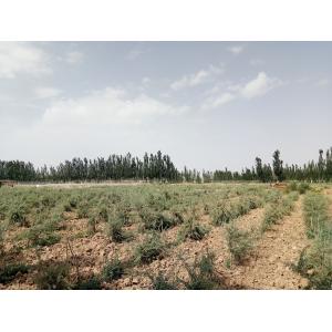 Ningxia Amorberry Foodstuff Co., Ltd.