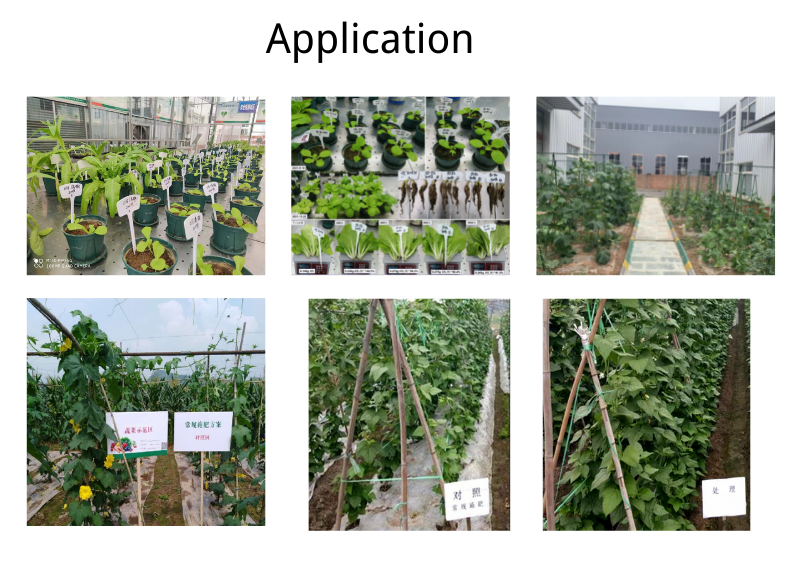 Organic Enzymatic Hydrolysis Amino Acid 80% Powder For Plants Foliar Fertilizer