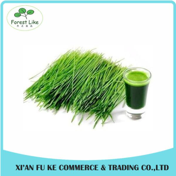 High Quality Green barley grass juice powder