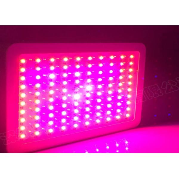 Convenient Vegetables LED COB Grow Lights , 1000W LED Flowering Grow Lights