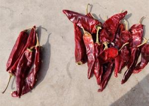  Dried Long Red Chillies Sweet Organic Guajillo Peppers 10cm Length Manufactures