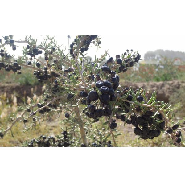 Qinghai wild black wolfberry wholesale Black Goji Berry , OEM Service 250G/500G/1KG/10KGS, bags in carton box packing