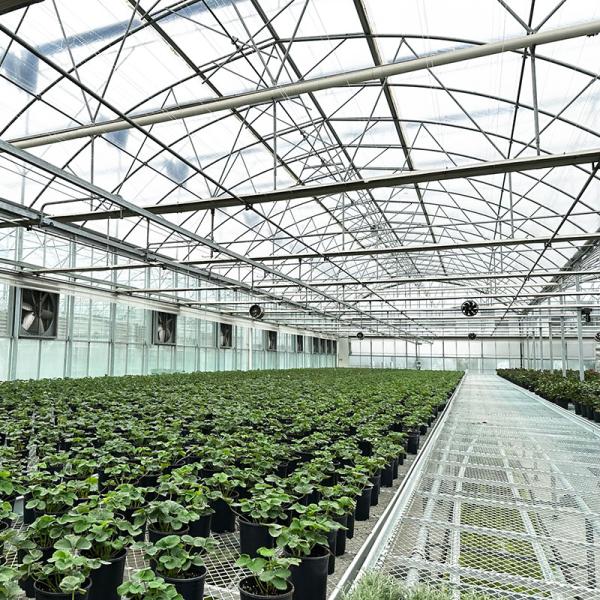 Steel Tructure UV Resistant Film Poly Tunnel Multi-span Vegetable Greenhouse for Tomatoes