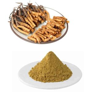  Natural Cordyceps Sinensis Extract with Polysaccharides Manufactures