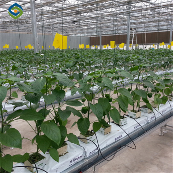 Turnkey Project Multi Span Commercial Hydroponic Greenhouse Waterproofing