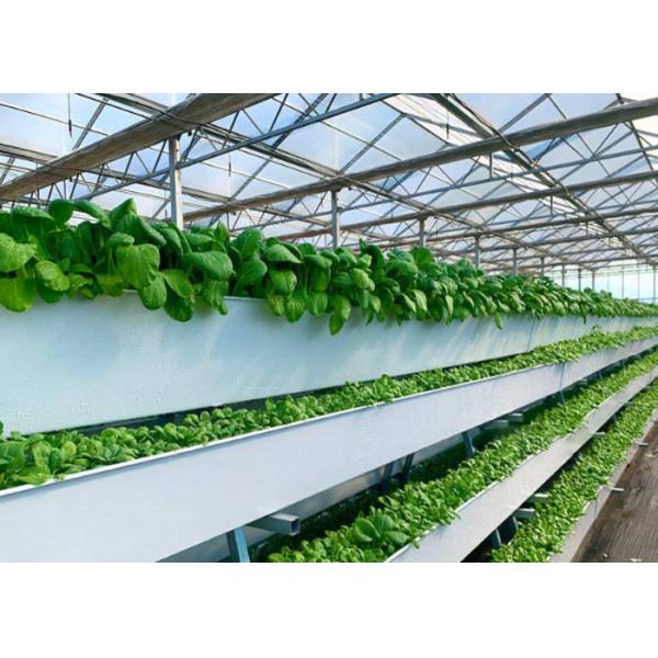 Plastic / Poly Agricultural Greenhouse , Vegetable Tunnel Multi Span Greenhouse
