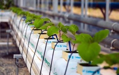 Dropping System Multi Span Greenhouse , PE Diy Hydroponic Greenhouse Gutter Height 3.0-6.0m