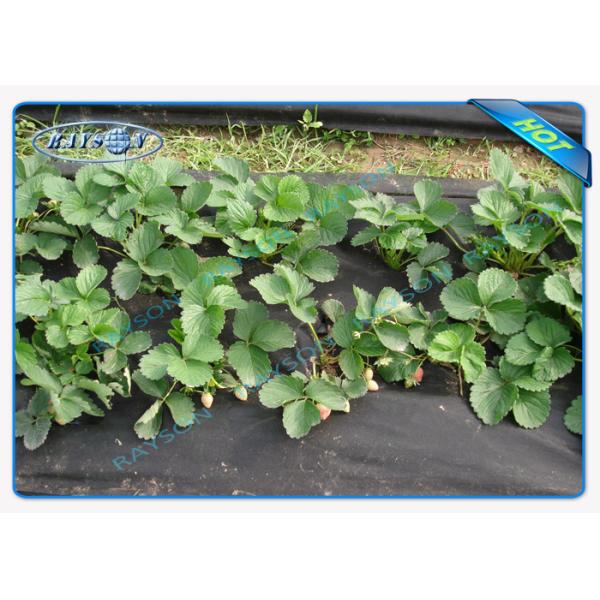 Winter Keep Heat / Fertilizer Agriculture Non Wover Cultivating Seedling Ground Cover