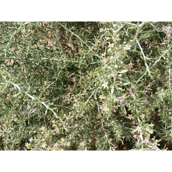 Qinghai wild black wolfberry wholesale Black Goji Berry , OEM Service 250G/500G/1KG/10KGS, bags in carton box packing