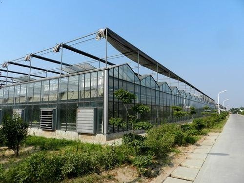 Bay Width 4 / 6m Gothic Arch Greenhouse , Garden Galvanized Steel Greenhouse