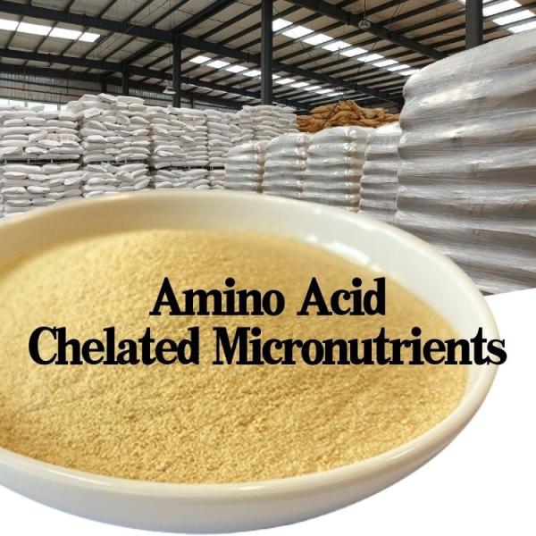 Cu Fe Zn Mn B Mo Amino Acid Chelate Micronutrients Organic Foliar Fertilizer