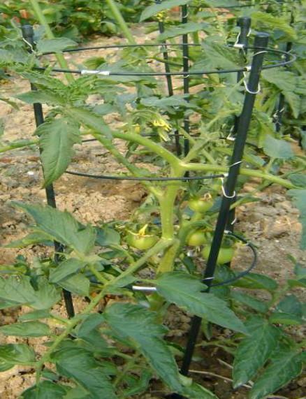 tomato stakes Plastic Coated Steel Stake And Plastic Coated Steel steel