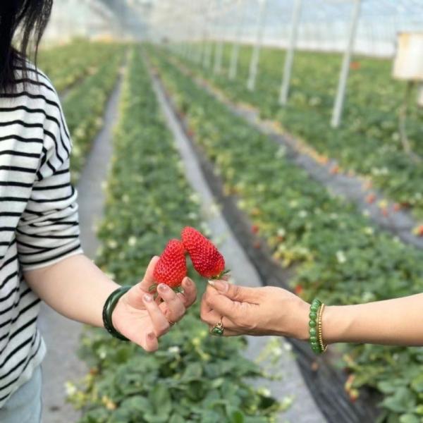 Origin Multi-Span Film Agricultural Greenhouse for Your Agricultural Business