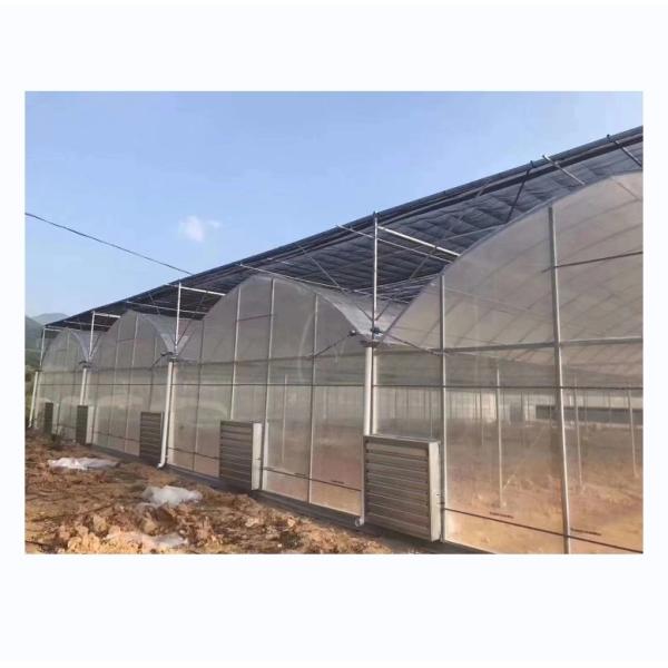 Vegetable Fruits Flowers Film Greenhouse Chinese Multi Span Greenhouse for Tomato Agriculture