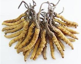  Chinese Cordyceps Sinensis P.E.(C.Sinensis) with 10%~40% Polysaccharides Manufactures