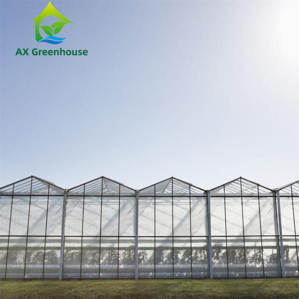 Triangle Roof Agricultural Glass Greenhouse 9.6m Width Winter Lettuce Greenhouse