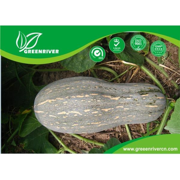 Yellow organnic Chinese pumpkin seeds ISO9001-2000 Certificate