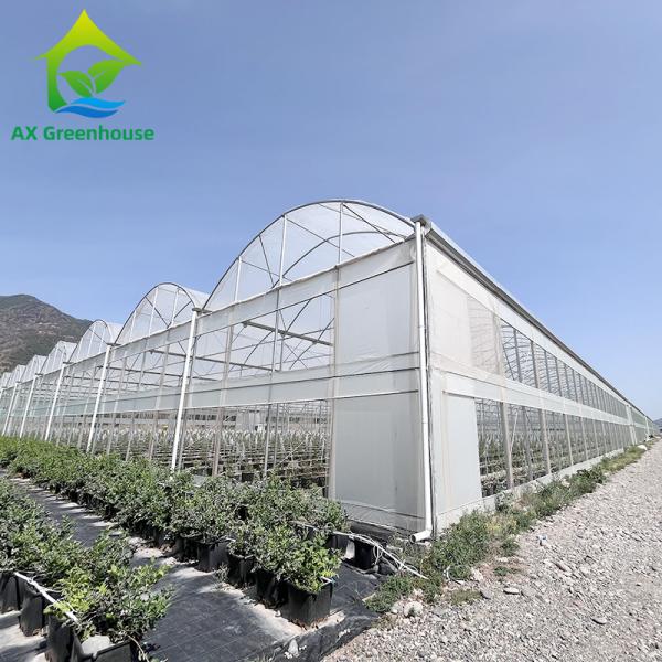 Agriculture Plastic Film Polytunnel Multi-span Strawberry Greenhouse