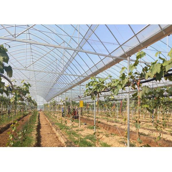 Multipurpose Plastic Cover Greenhouse For Vegetable Tomato Strawberry Pepper Eggplant