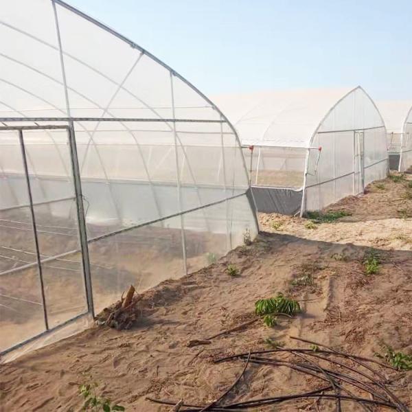 Plastic Film Covering Shed Agricultural 8M Single Span High Tunnel Greenhouse