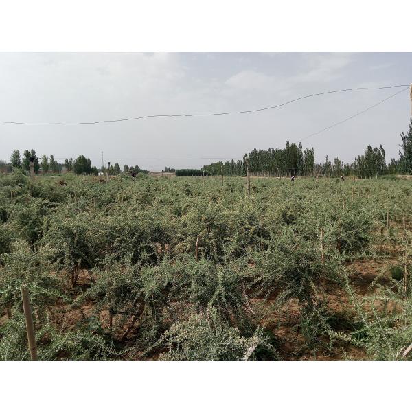 Qinghai wild black wolfberry wholesale Black Goji Berry , OEM Service 250G/500G/1KG/10KGS, bags in carton box packing