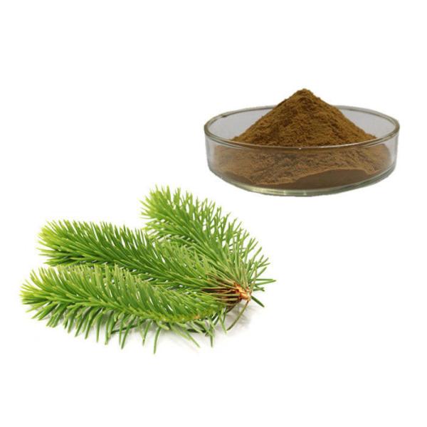 Pine Leaves Herbal Extract Powder