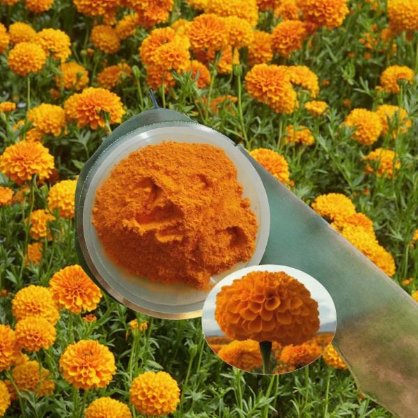 ODM Pure Lutein Powder Bulk For Food Industry Cas 127-40-2 Cas 547-17-1