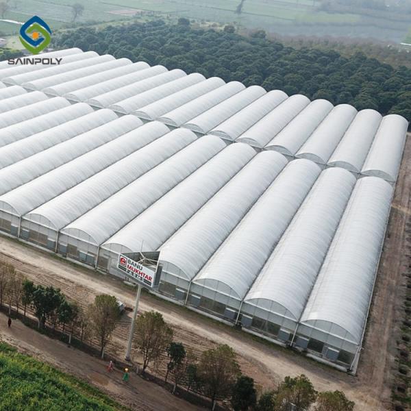 10m × 12m Heavy Duty Single Tunnel Greenhouse Plastic Tomato Greenhouse
