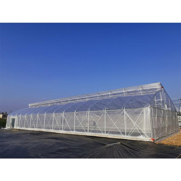 Film Covered Greenhouse Hydroponics System Agricultural DWC Hydroponics System