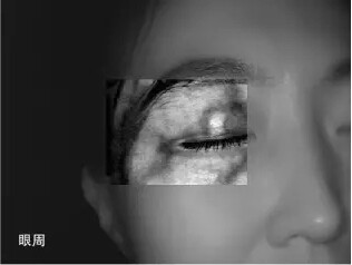 Non - Contact Infrared Vein Finder Vein Biometric Reader With 8 inch Touch Screen Wifi Connection