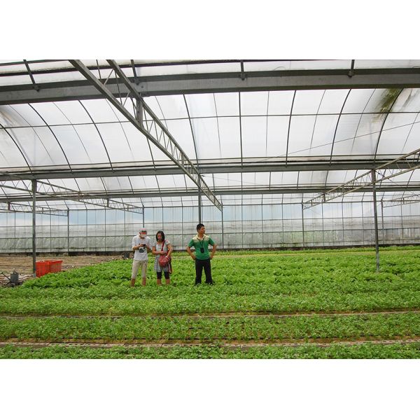 12-14m Wide Multi Span Greenhouse Corrosion Resistance For Vegetable Flower Growing