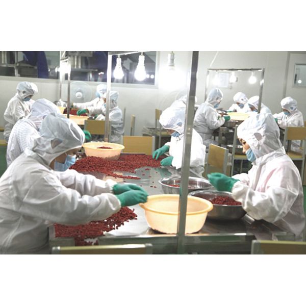 Amorberry Goji Berry/Wolfberry/Lycium Barbarum organic medlar wholesale from Ningxia factory