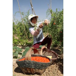 Ningxia Amorberry Foodstuff Co., Ltd.