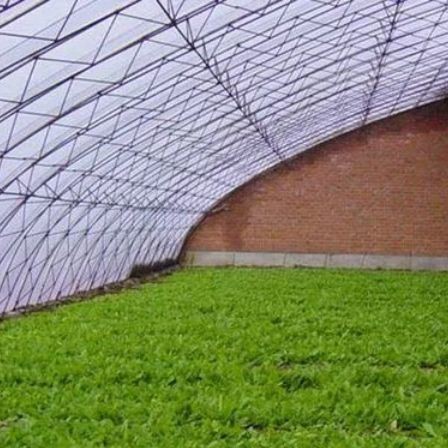 Advanced Vegetable Sunlight Greenhouse with Humidity Control and Optimal Plant Growth