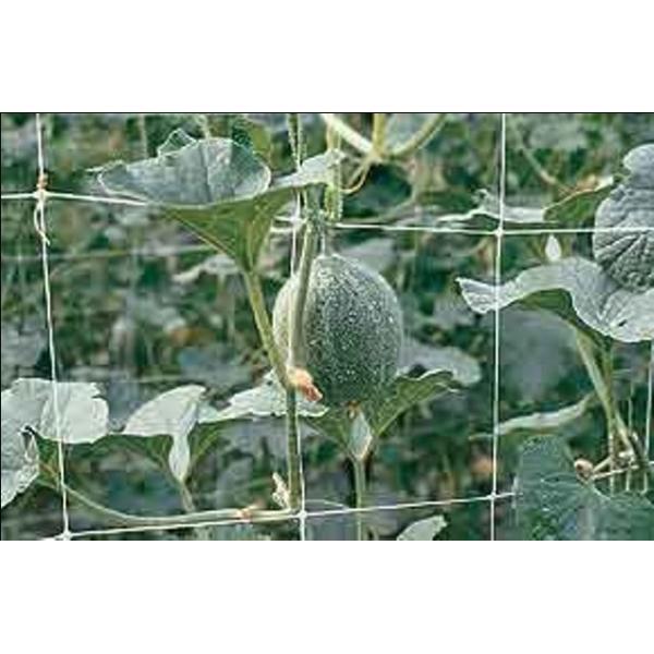 Climbing Plant Support Netting Green / White For Greenhouse , Garden