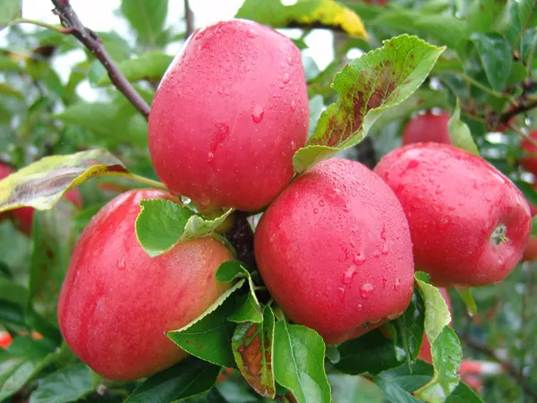 Enzymatic Amino Acid 80% 85% Powder Organic Fertilizer For Garden Lawn