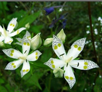 Swertiamarin 98%/ Swertia P.E. , Alleviating pain, Improving liver function,Anti-bacteria,