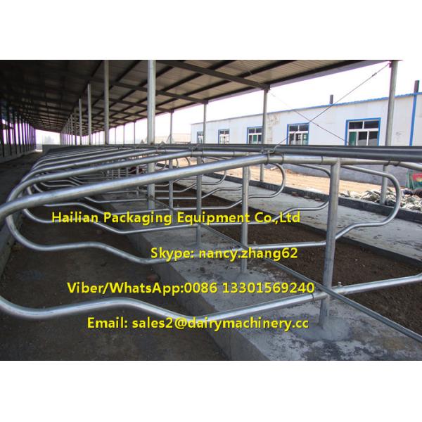 Agriculture Farm Equipment Cattle Stalls Calf Free Stalls For Dairy Cows