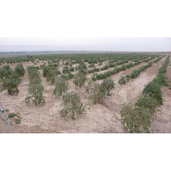 Amorberry Goji Berry/Wolfberry/Lycium Barbarum organic medlar wholesale from Ningxia factory