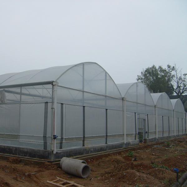 Stable Structure Wind Resistant Multi-span Large Tunnel Poly Film Hydroponic Greenhouse for Irrigation