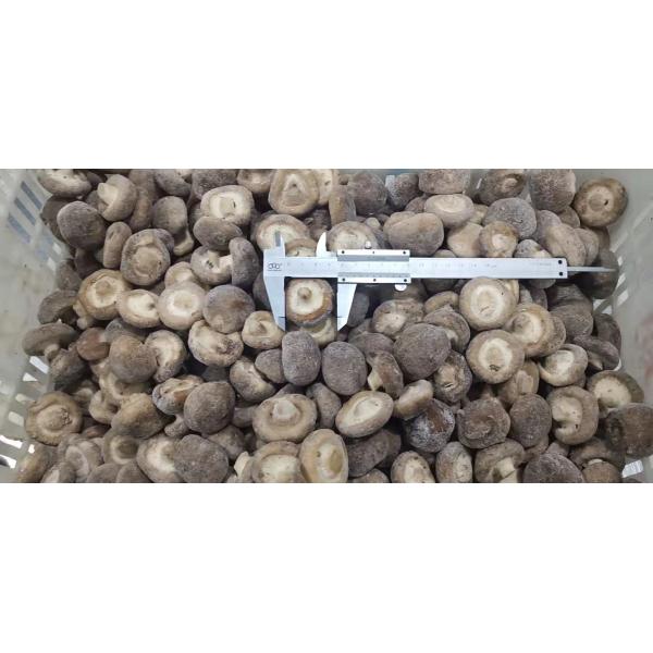 2025 New Crop high quality frozen shiitake mushrooms Frozen