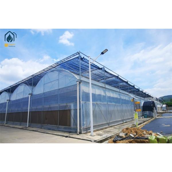 Modern Multi Span Agricultural Greenhouse PE Film Commercial Greenhouse Construction