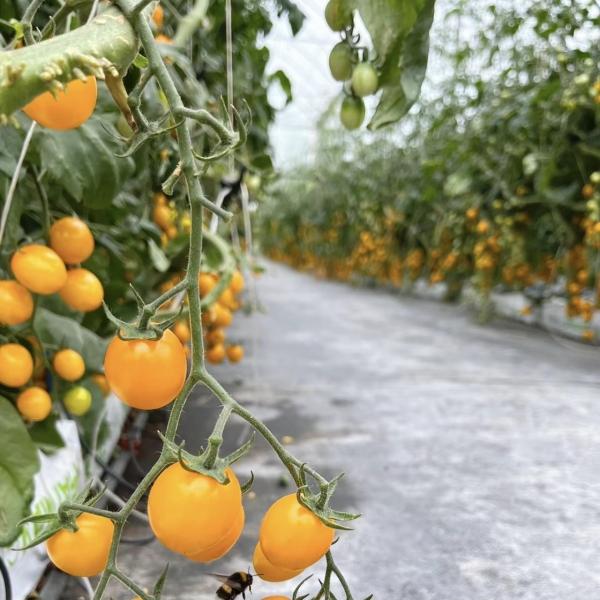 Ju Xiang Glass Greenhouse with Type Roof Shipping Cost and Estimated Delivery Time