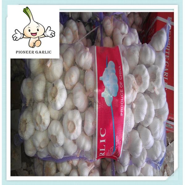 China farm fresh organic garlic wholesale price Fresh White Garlic Exporter In China