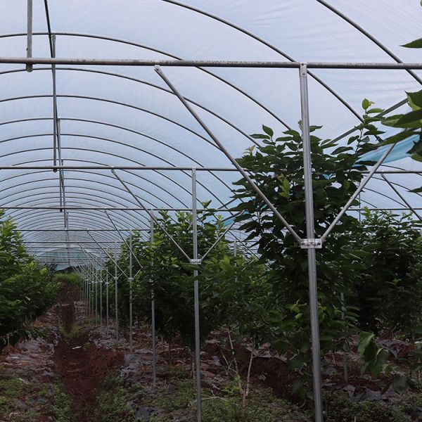 Large Size Multi-Span Greenhouse with PE Material and Hot Galvanized Steel Frame for Rain Shelter