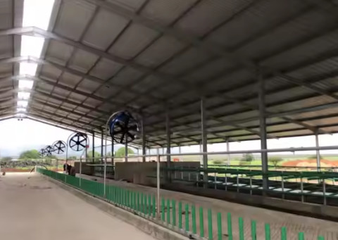 Low Cost Livestock Shelter Dairy Farm Barn Steel Structure Cow Shed For Live Cattle