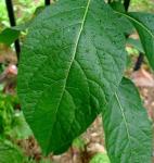 Vernonia amygdalina Del dried leaf anti-tumor organic herbal medicine for cancer
