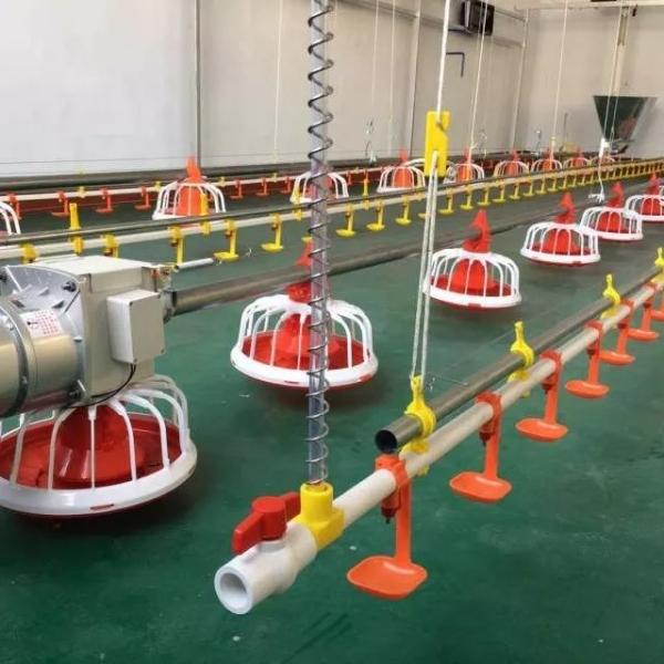 Galvanized Pipe Poultry Feed Line 220V 380V Pan Feeding System